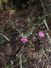 Convolvulus chilensis