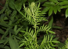 Polemonium foliosissimum