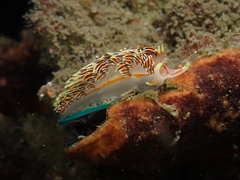 Phidiana militaris