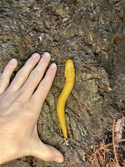 Ariolimax dolichophallus