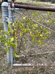 Zanthoxylum clava-herculis