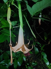 Brugmansia suaveolens