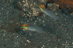 Valenciennea strigata