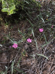 Convolvulus chilensis
