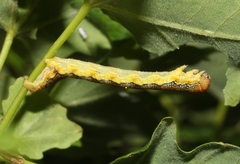 Erannis tiliaria