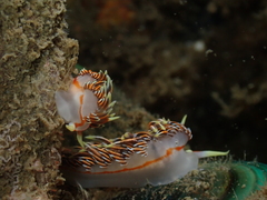 Phidiana militaris