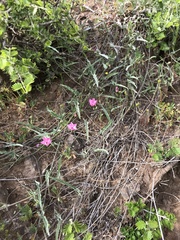 Convolvulus chilensis