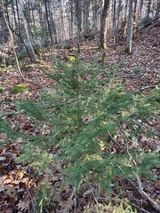 Picea