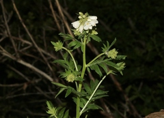 Polemonium foliosissimum