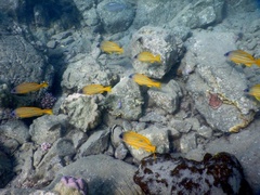 Lutjanus kasmira