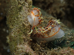 Phidiana militaris