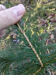Picea