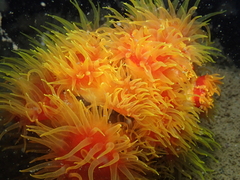 Tubastraea