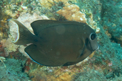 Acanthurus tristis