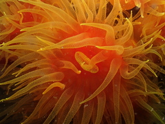 Tubastraea
