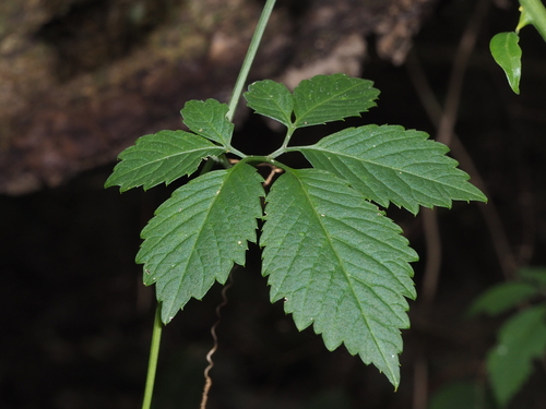 Gynostemma yixingense