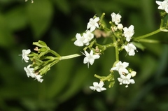 Valeriana occidentalis