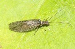 Micromus variolosus