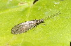 Micromus variolosus