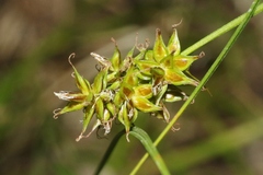 Carex hoodii