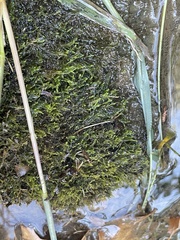 Hygroamblystegium varium