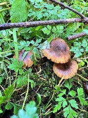 Armillaria nabsnona