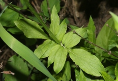 Valeriana occidentalis