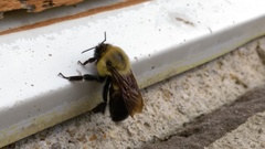 Bombus griseocollis