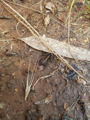 Artoriopsis