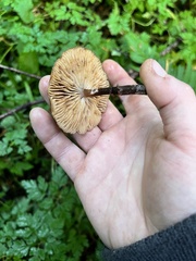Armillaria nabsnona