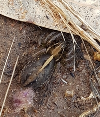 Artoriopsis