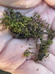 Hygroamblystegium varium