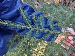Picea