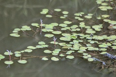 Pontederia diversifolia