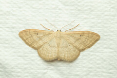 Idaea deversaria