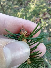 Picea