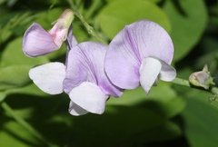 Lathyrus lanszwertii