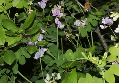 Lathyrus lanszwertii