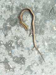 Erythrolamprus melanotus