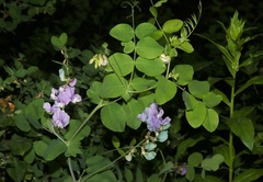 Lathyrus lanszwertii