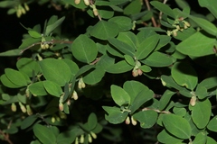 Symphoricarpos rotundifolius