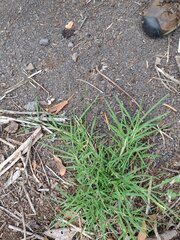 Cenchrus clandestinus