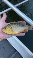 Lepomis gulosus