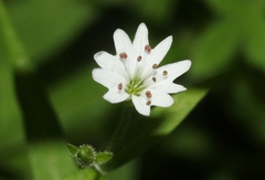 Pseudostellaria jamesiana