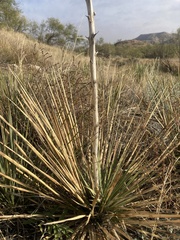 Yucca glauca