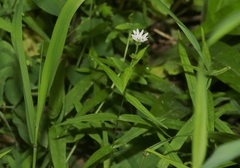 Pseudostellaria jamesiana