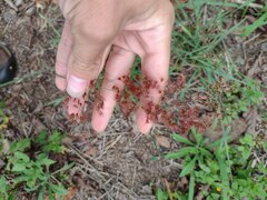 Melinis repens
