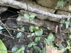 Vinca major