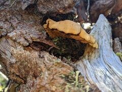 Tapinella panuoides