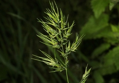 Poa bulbosa